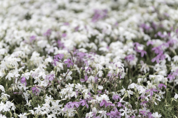 lobelia