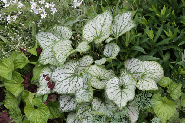 brunnera