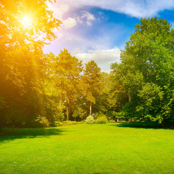 户外蓝天白云草地树林图片