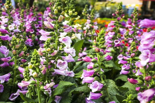 digitalis