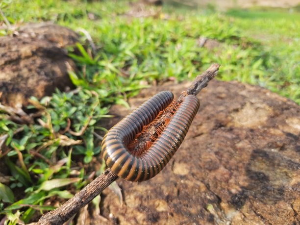 millipede