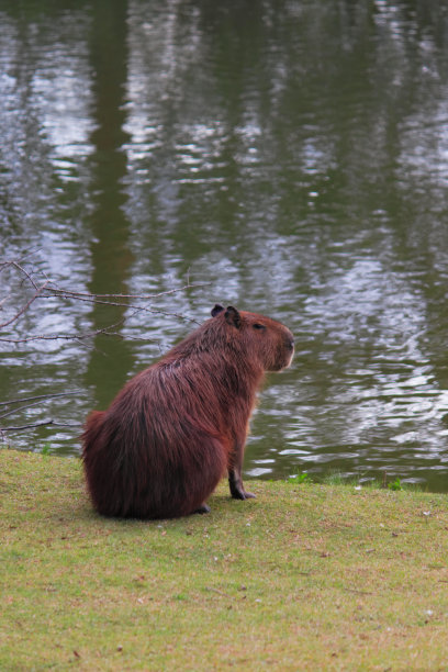 capybara