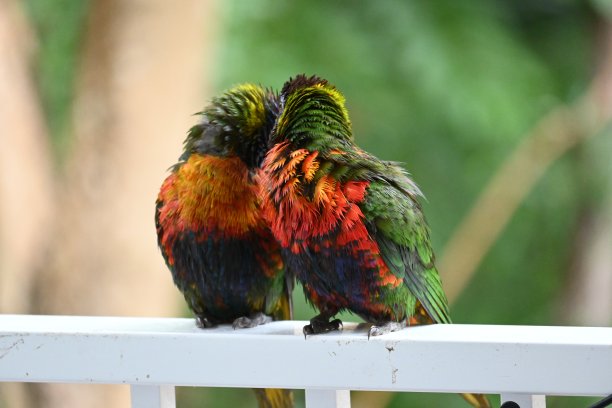 lorikeets