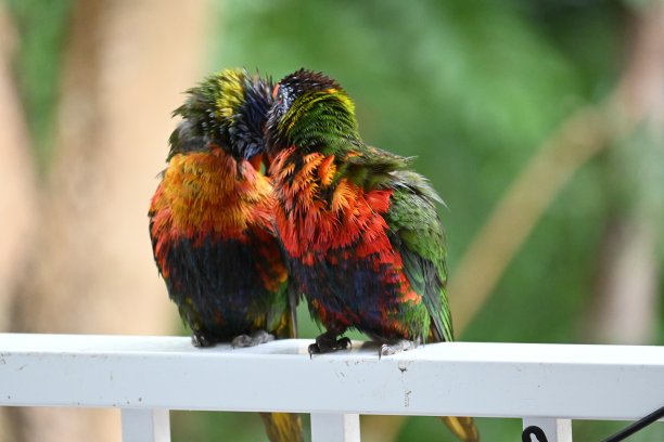 lorikeet