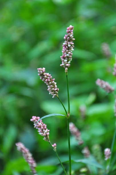 polygonum