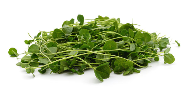shamrock