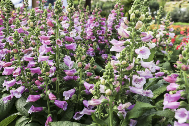 digitalis