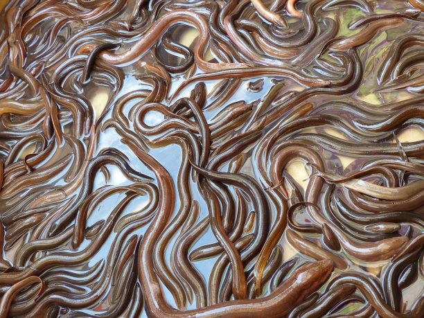 eel