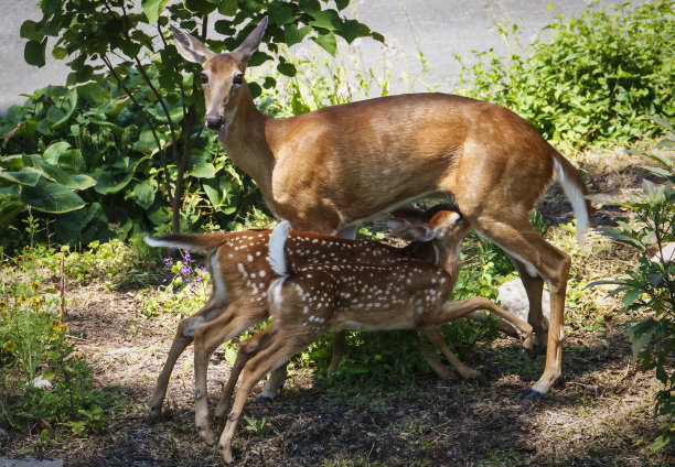 doe