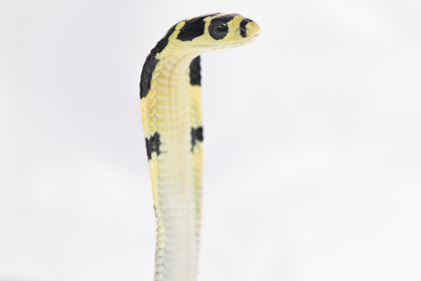 asp
