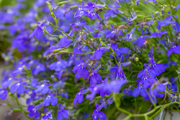 lobelia