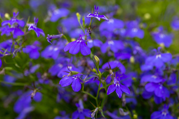 lobelia