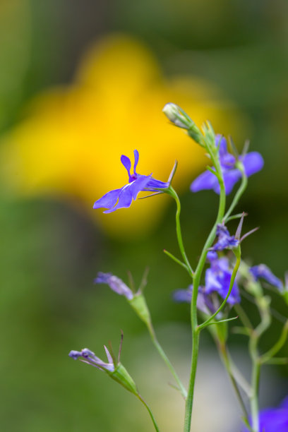 lobelia