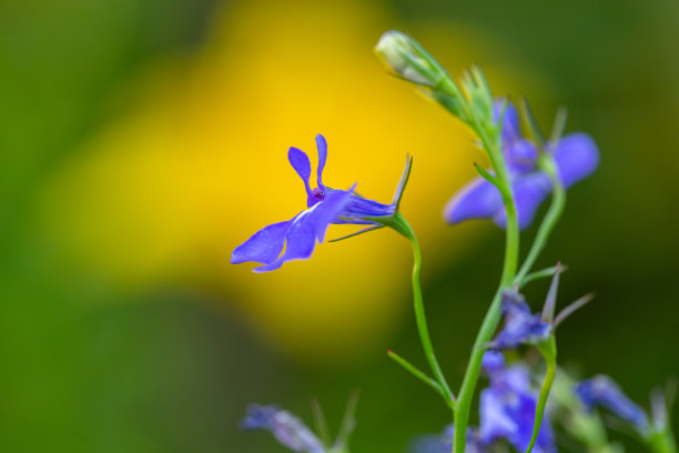 lobelia