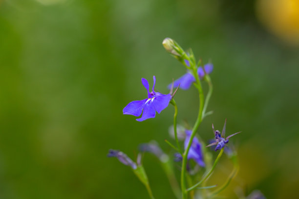 lobelia