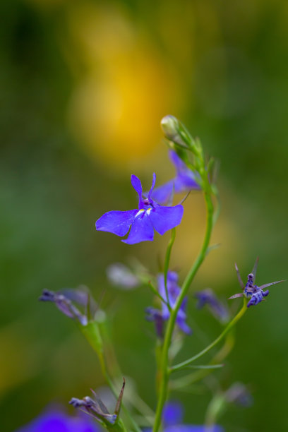lobelia