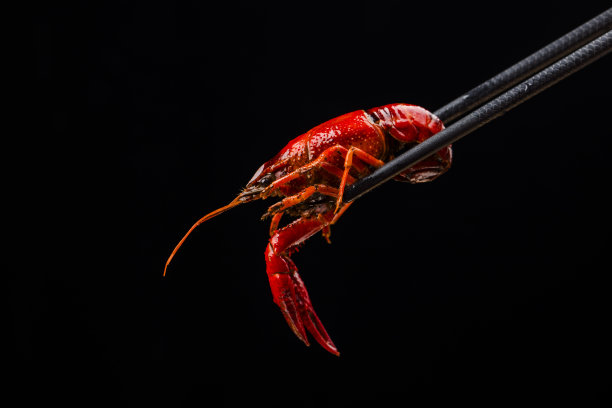 crawdad