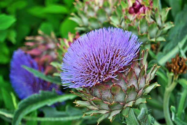 artichoke