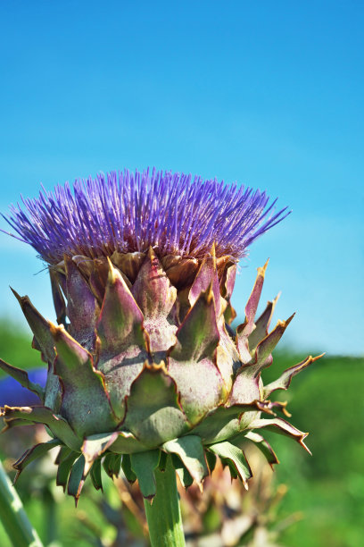 artichoke