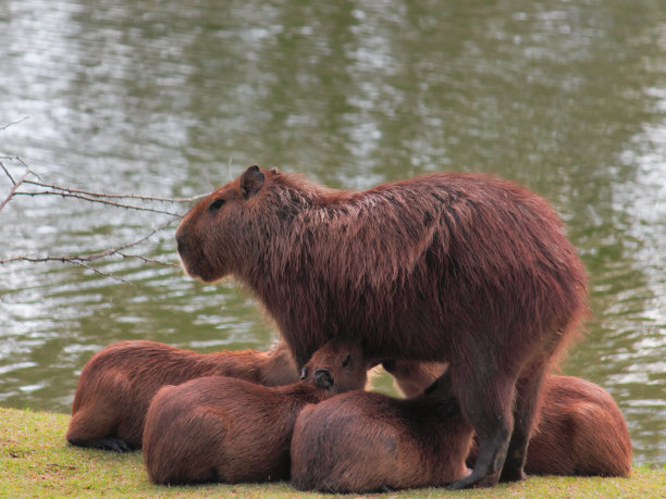capybara