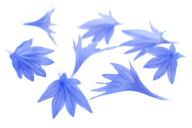 wildflowers