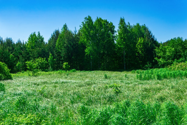 wildflowers
