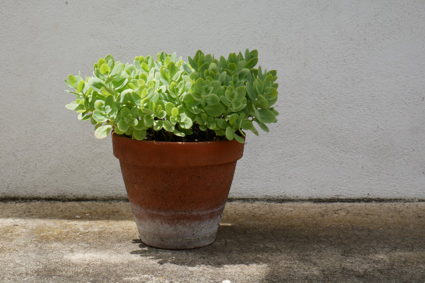 sedum