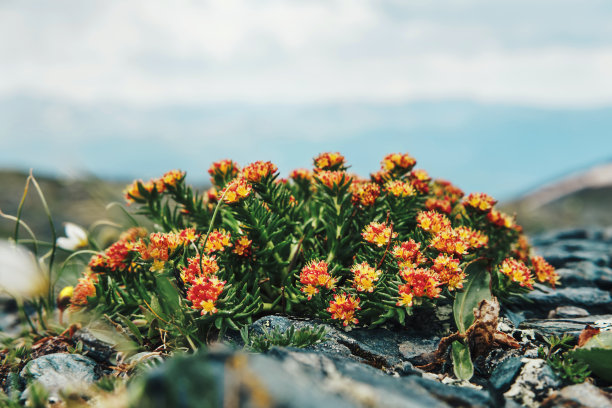 rhodiola