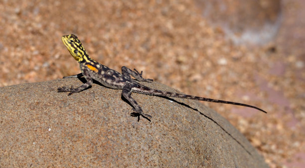 agama