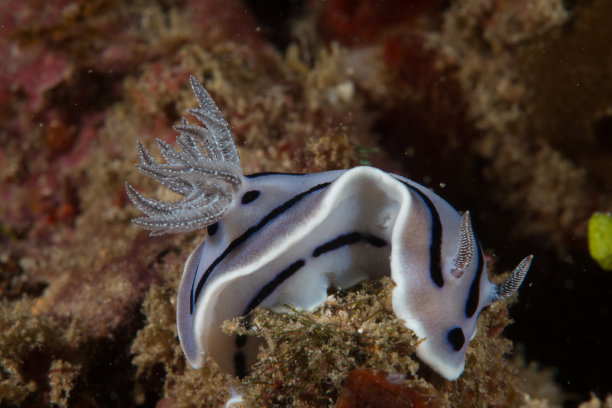 mollusk