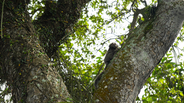 marmoset
