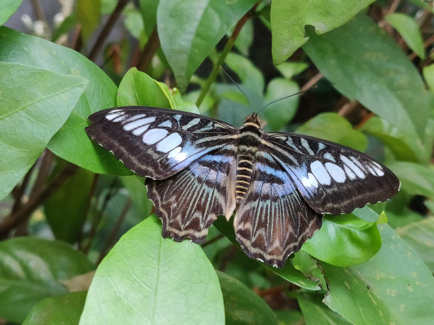 danaus