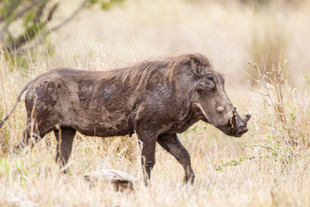 phacochoerus