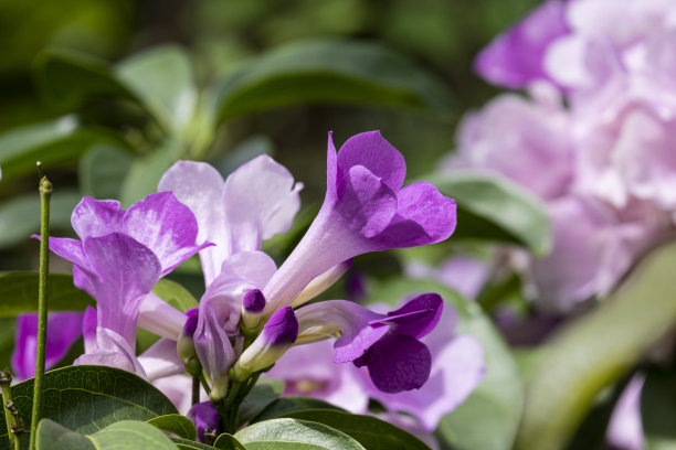 蒜香藤,紫花