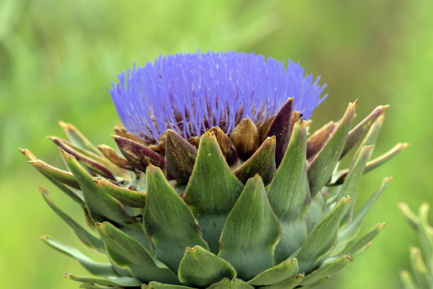 artichoke