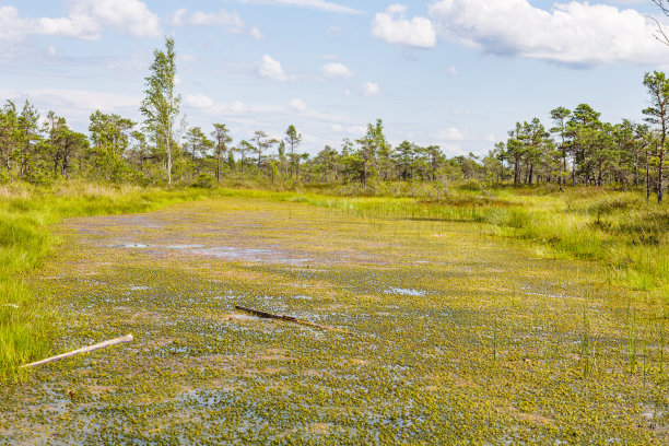 marsh