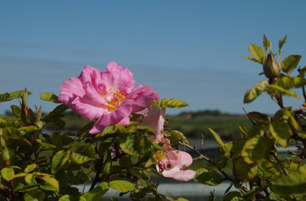 rugosa