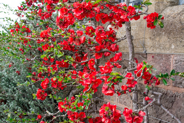 chaenomeles