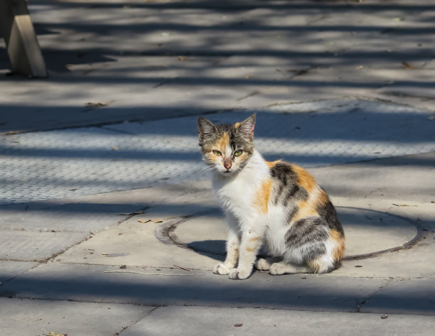 stray