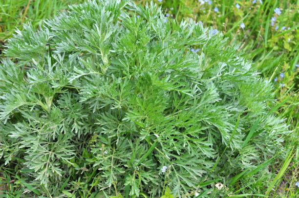wormwood