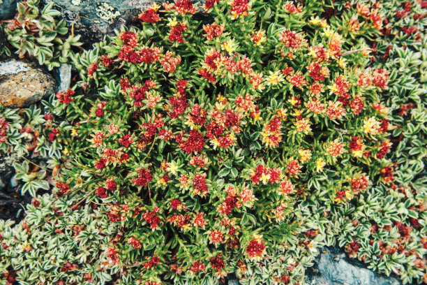 rhodiola