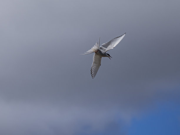 小tern