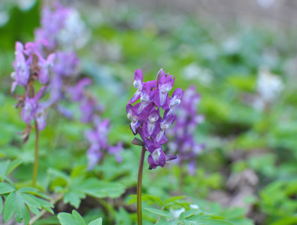 corydalis