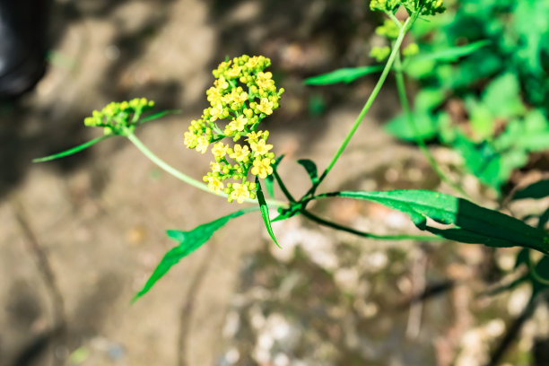 patrinia