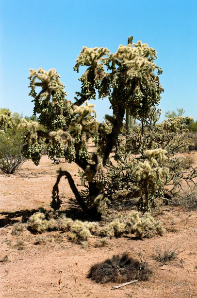 cholla
