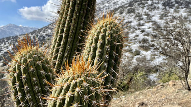 saguaro