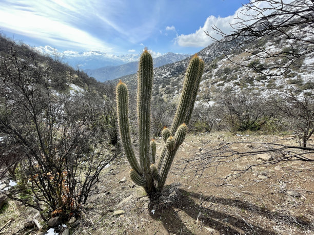 saguaro