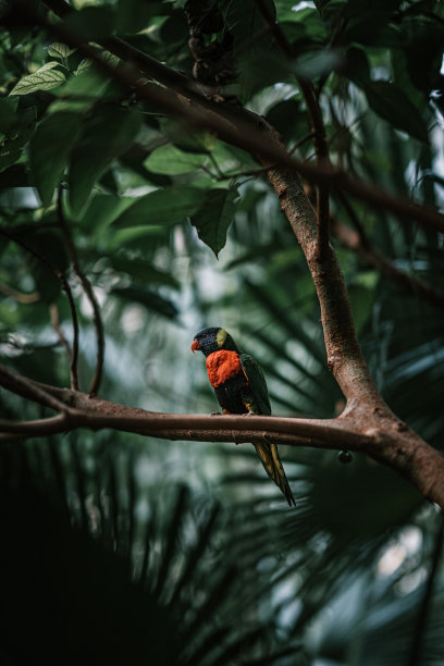 avian