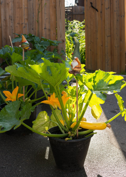 courgette