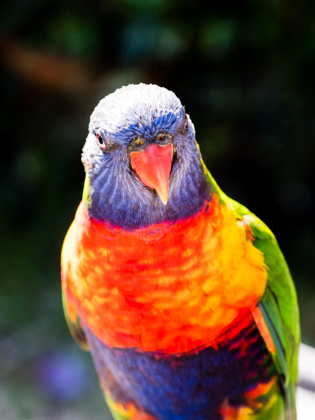 lorikeets